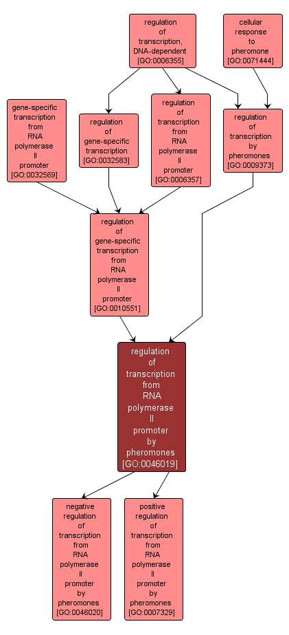 GO:0046019 - regulation of transcription from RNA polymerase II promoter by pheromones (interactive image map)