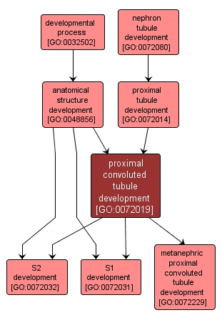 GO:0072019 - proximal convoluted tubule development (interactive image map)