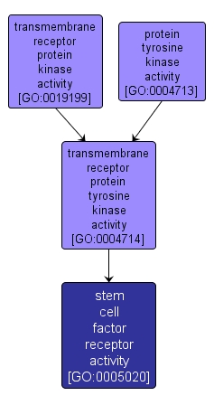 GO:0005020 - stem cell factor receptor activity (interactive image map)