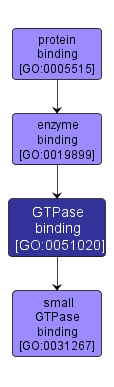 GO:0051020 - GTPase binding (interactive image map)