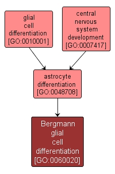 GO:0060020 - Bergmann glial cell differentiation (interactive image map)