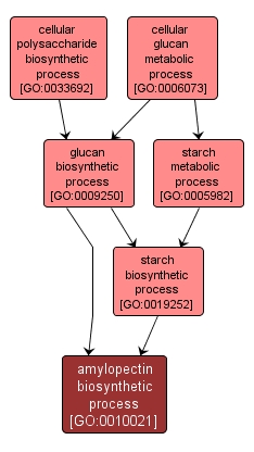 GO:0010021 - amylopectin biosynthetic process (interactive image map)