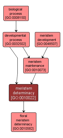 GO:0010022 - meristem determinacy (interactive image map)