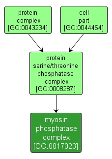 GO:0017023 - myosin phosphatase complex (interactive image map)