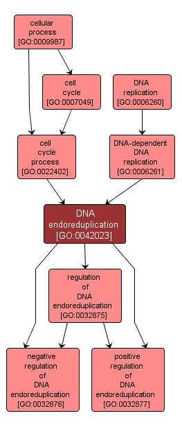 GO:0042023 - DNA endoreduplication (interactive image map)