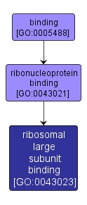 GO:0043023 - ribosomal large subunit binding (interactive image map)