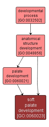GO:0060023 - soft palate development (interactive image map)