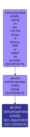 GO:0004024 - alcohol dehydrogenase activity, zinc-dependent (interactive image map)