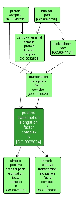 GO:0008024 - positive transcription elongation factor complex b (interactive image map)