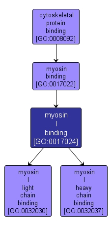 GO:0017024 - myosin I binding (interactive image map)