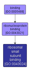 GO:0043024 - ribosomal small subunit binding (interactive image map)