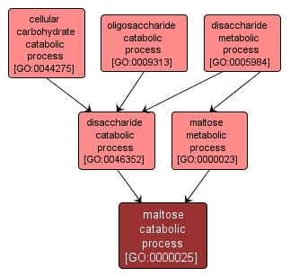 GO:0000025 - maltose catabolic process (interactive image map)