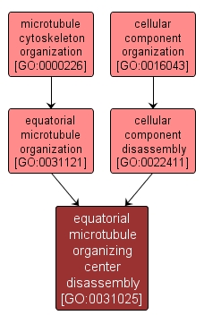 GO:0031025 - equatorial microtubule organizing center disassembly (interactive image map)