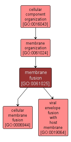 GO:0061025 - membrane fusion (interactive image map)