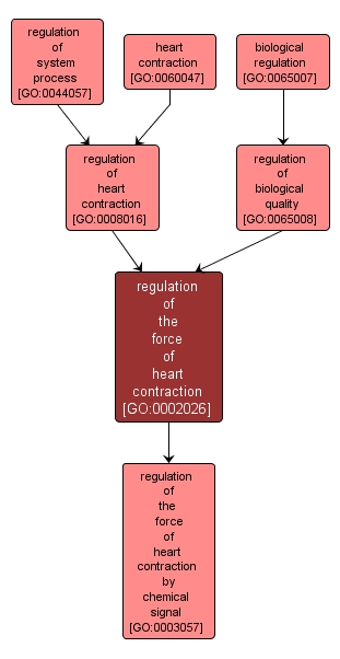 GO:0002026 - regulation of the force of heart contraction (interactive image map)