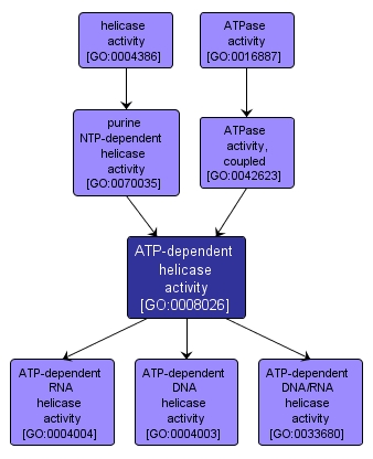 GO:0008026 - ATP-dependent helicase activity (interactive image map)