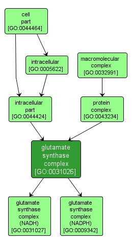 GO:0031026 - glutamate synthase complex (interactive image map)