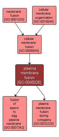 GO:0045026 - plasma membrane fusion (interactive image map)