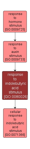 GO:0080026 - response to indolebutyric acid stimulus (interactive image map)