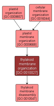 GO:0010027 - thylakoid membrane organization (interactive image map)