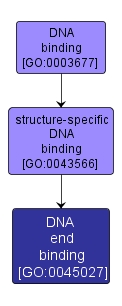 GO:0045027 - DNA end binding (interactive image map)