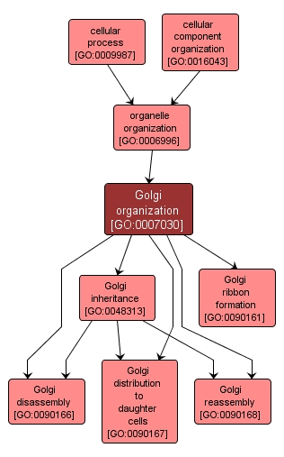 GO:0007030 - Golgi organization (interactive image map)