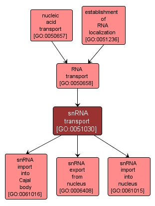 GO:0051030 - snRNA transport (interactive image map)