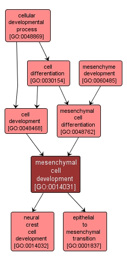 GO:0014031 - mesenchymal cell development (interactive image map)