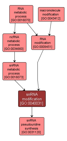 GO:0040031 - snRNA modification (interactive image map)
