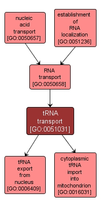 GO:0051031 - tRNA transport (interactive image map)