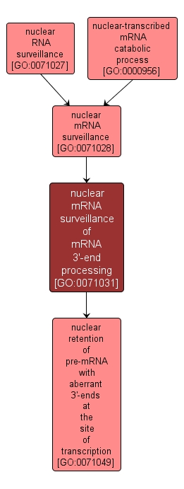 GO:0071031 - nuclear mRNA surveillance of mRNA 3'-end processing (interactive image map)