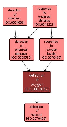GO:0003032 - detection of oxygen (interactive image map)