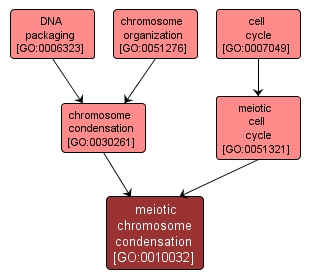 GO:0010032 - meiotic chromosome condensation (interactive image map)