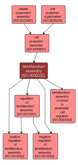 GO:0030032 - lamellipodium assembly (interactive image map)