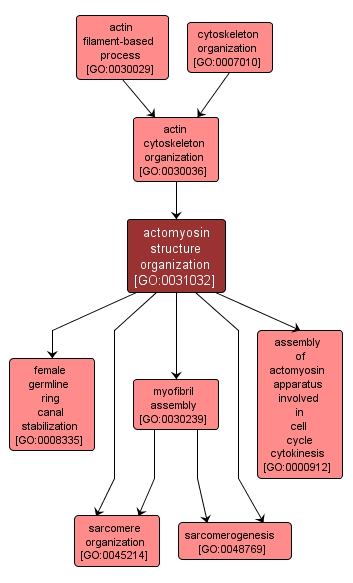 GO:0031032 - actomyosin structure organization (interactive image map)