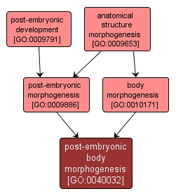 GO:0040032 - post-embryonic body morphogenesis (interactive image map)