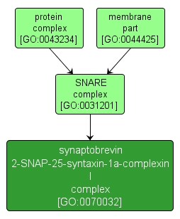 GO:0070032 - synaptobrevin 2-SNAP-25-syntaxin-1a-complexin I complex (interactive image map)