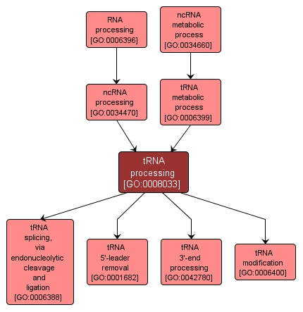 GO:0008033 - tRNA processing (interactive image map)