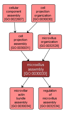 GO:0030033 - microvillus assembly (interactive image map)