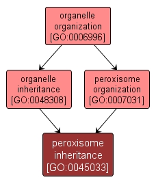 GO:0045033 - peroxisome inheritance (interactive image map)