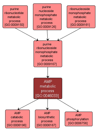 GO:0046033 - AMP metabolic process (interactive image map)