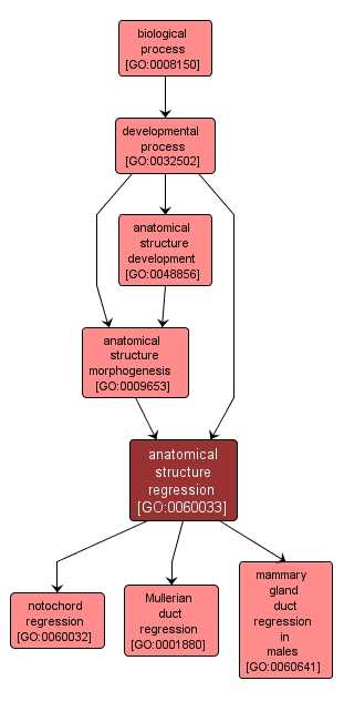 GO:0060033 - anatomical structure regression (interactive image map)