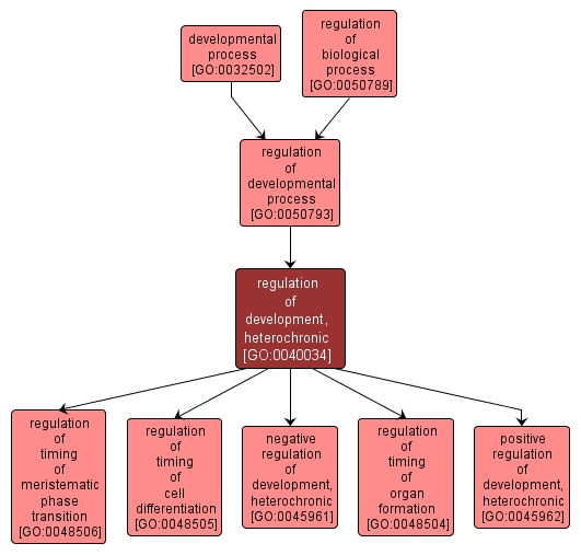 GO:0040034 - regulation of development, heterochronic (interactive image map)
