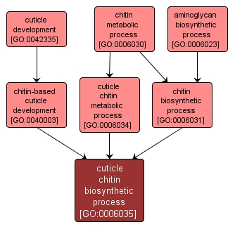 GO:0006035 - cuticle chitin biosynthetic process (interactive image map)