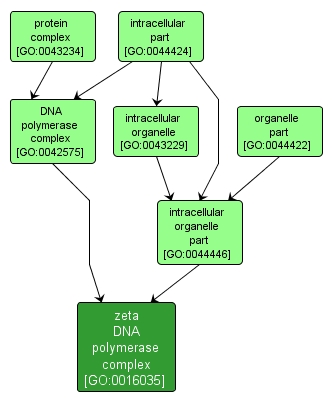 GO:0016035 - zeta DNA polymerase complex (interactive image map)
