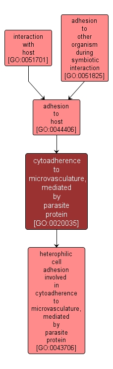 GO:0020035 - cytoadherence to microvasculature, mediated by parasite protein (interactive image map)