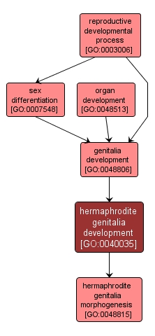 GO:0040035 - hermaphrodite genitalia development (interactive image map)