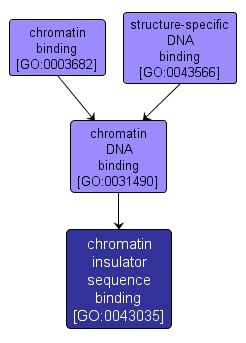 GO:0043035 - chromatin insulator sequence binding (interactive image map)