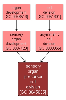 GO:0045035 - sensory organ precursor cell division (interactive image map)