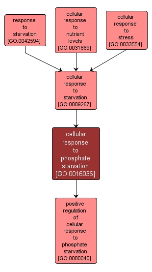 GO:0016036 - cellular response to phosphate starvation (interactive image map)